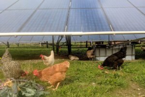 Solar Energy for Small Businesses in Mauritius: A Real Case Study | Enovra